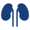 Kidney Transplant Icon